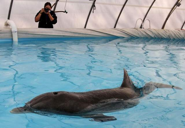 Ale Carballo take photographs of a male dolphin at the Institute for Marine Mammal Studies in Gulport, Miss., 25 November 2011. The dolphin was rescued on Nov. 23 while becoming beached. The Sun Herald reported that it is the first live sick dolphin captured in Mississippi or Alabama since an increase in dolphin deaths in the northern Gulf of Mexico began in February 2010. Researchers says they hope tests on this dolphin will reveal information on why so many dolphins have died in the area. John Fitzhugh