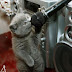 Pictures-of-funny-animals-3.jpg
