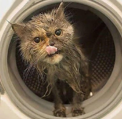 [gato-recien-lavado-a-maquina%255B3%255D.jpg]