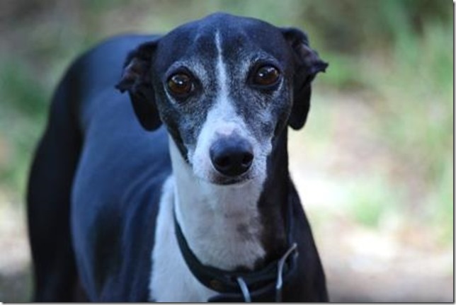 Italian Greyhound Italian Greyhound