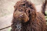 Evergreen Manor Gorgeousdoodles Rocky Mt. Ricky.<br />
Ricky is a handsome mini stud labradoodle boy.