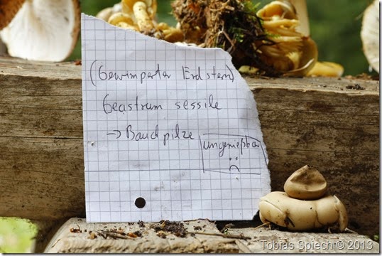 Gewimperter Erdstern Geastrum sessile