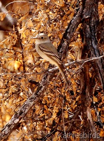 7. gray flycatcher-kab