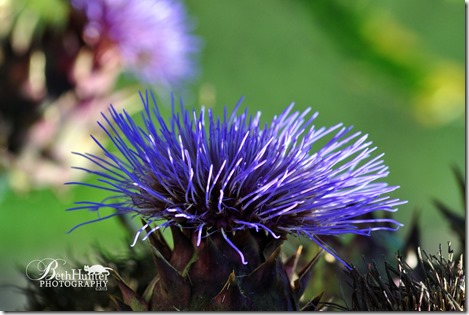 cr-scottish-thistle-sm-1422