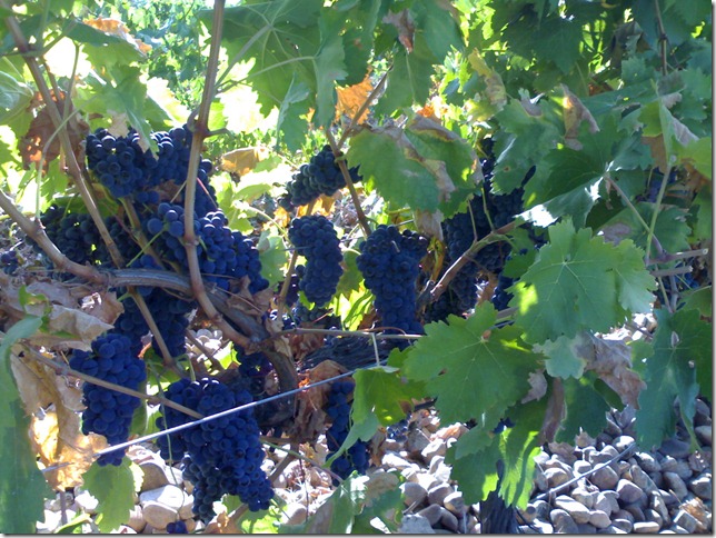 tempranillo2-bog-peninsula-vinhos tempranillo2-bog-peninsula-vinhos