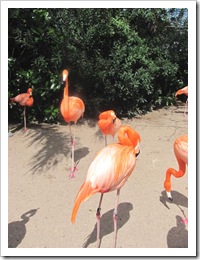 Florida vacation Sea world flamingos3