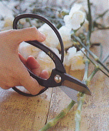 When conditioning carnations, as well as baby's breath and sweet william, be sure to make your cut just above one of the nodes that run up the flower's stalk. This will allow the stem to more easily draw the water it needs. (The Best of Martha Stewart Living -- Arranging Flowers)