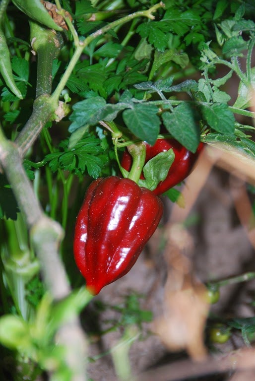 [DSC_0802%255B3%255D.jpg]