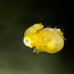 pygmy squid