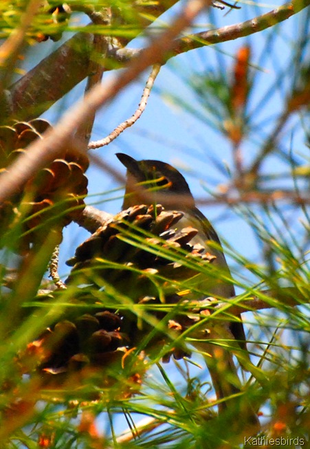 3. plumbeous vireo-kab