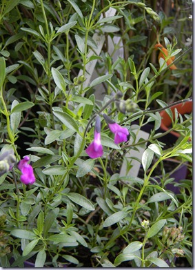 DSCN9580 DSCN9580