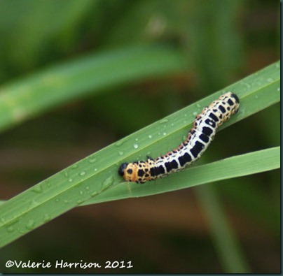 magpie-moth-caterpillar magpie-moth-caterpillar