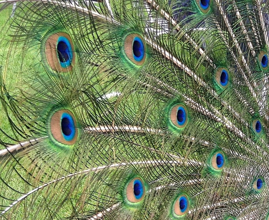 [peacock-tail3.jpg]