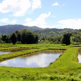 A Roadside Farm - Savusavu, Fiji