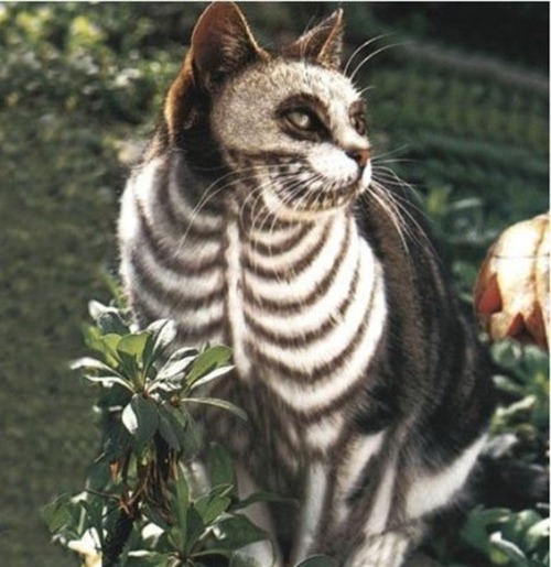 cute-skeleton-cat-halloween-400x412
