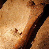 Fossilized Moa Bone - Karamea, New Zealand