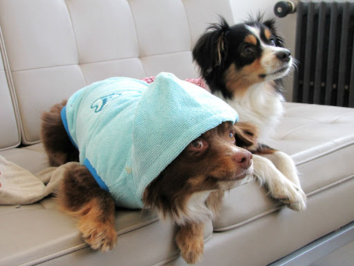 “Oh no, here I am in the doghouse again…,” Rafa whimpers. “I try to keep my clothing simple and low maintenance so I can focus on the work at hand. Bella likes me in blue, so I wear a lot of it.” When they’re not at work, Rafa and Bella like to chase squirrels and nap. “Oh no, here I am in the doghouse again…,” Rafa whimpers. “I try to keep my clothing simple and low maintenance so I can focus on the work at hand. Bella likes me in blue, so I wear a lot of it.” When they’re not at work, Rafa and Bella like to chase squirrels and nap.
