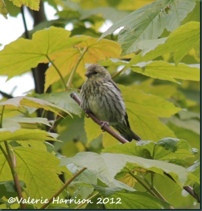 baby-siskin