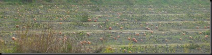 pumpkin match (foreground)