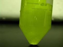 plant dna extraction