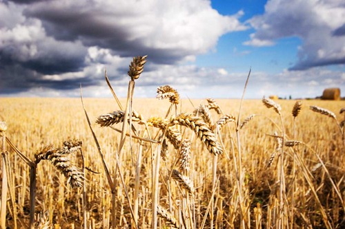 Spared-Wheat