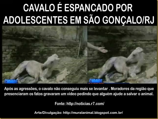 cavalo-sao-goncalo