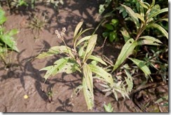 _JNH4652 _JNH4652