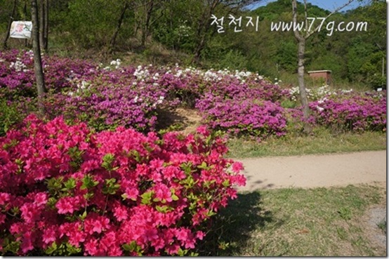 철천지DSC00482-20120504-082635 철천지DSC00482-20120504-082635