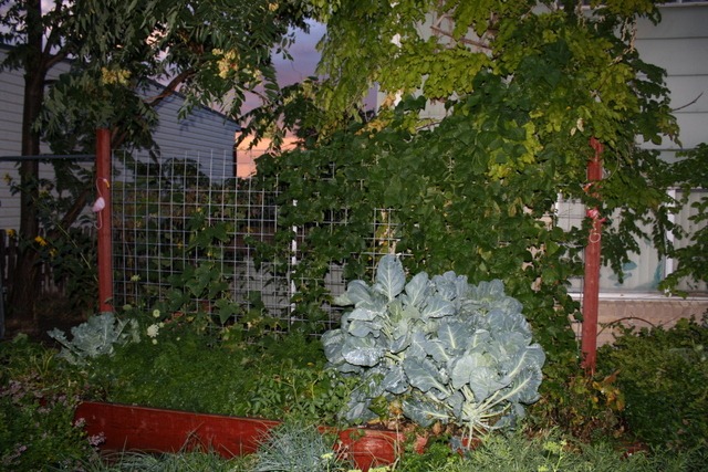 [Sept%25201%2520Yard%2520and%2520Rainstorm%2520020%255B5%255D.jpg]