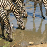 NL &ndash; (south) Africa - Photo compilation