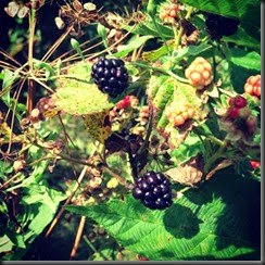 wild-blackberries