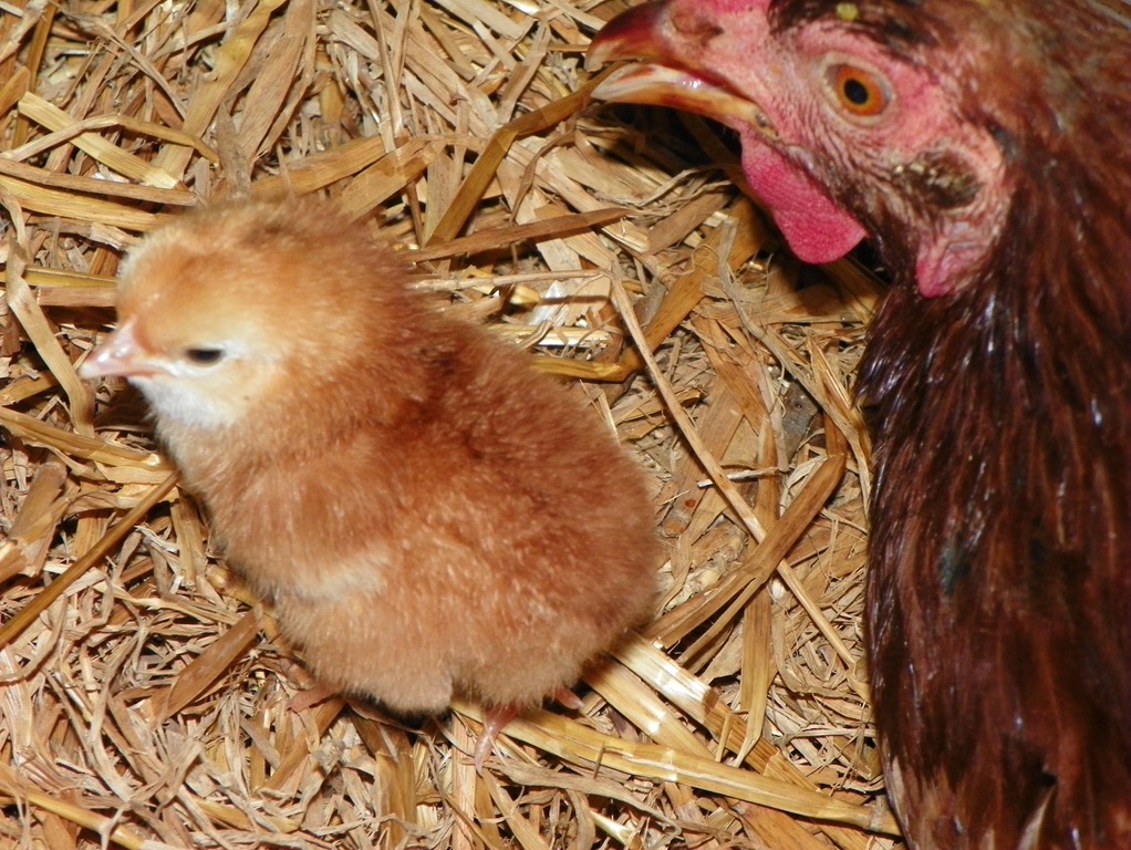 [Baby%2520chick%255B3%255D.jpg]