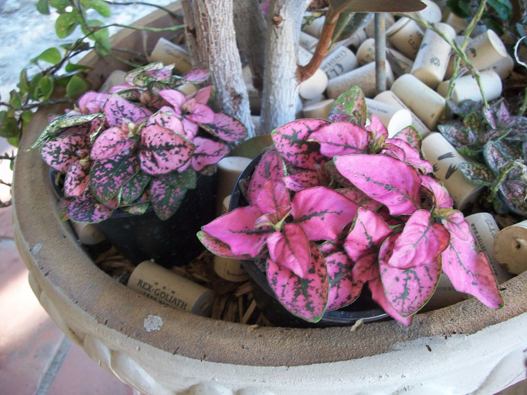 [pink%2520for%2520spring%2520001%255B4%255D.jpg]