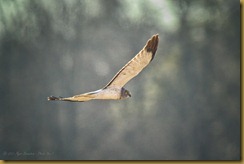 - Northern Harrier - male ROT_5968 February 09, 2012 NIKON D3S