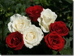 white_and_red_roses-dsc00660-a1-wp