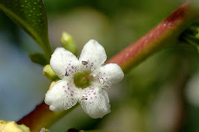 Myoporum.laetum.TRN.20080215.CO.Rute.Lanchar-3.JPG