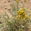 Achillea Fragrantissima