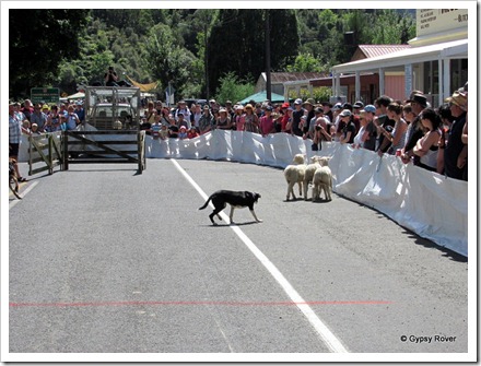 Whangamomona Republic Day. Sheep dog trials.