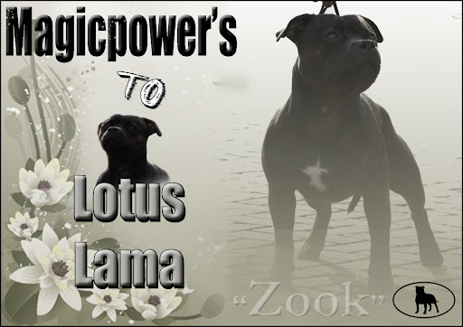Magicpower's To Lotus Lama Zook