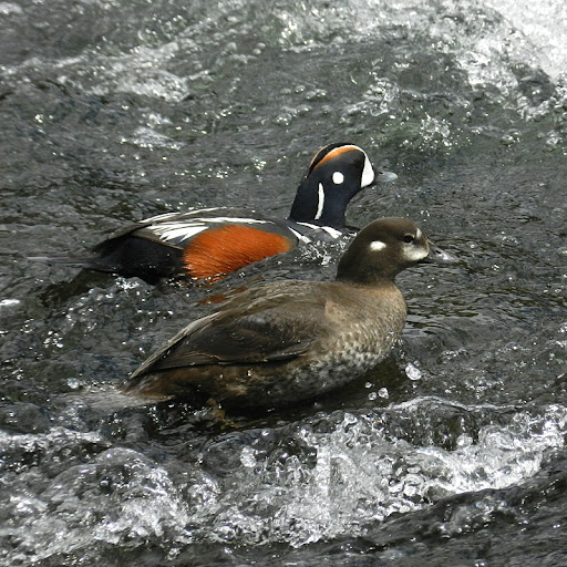 Harlequin.ducks.dscn4015