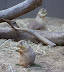 National Zoo in August