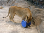 A lion at the MGM Grand.