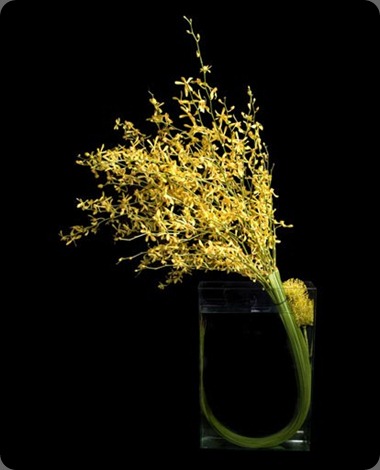 ovando grass-loop-500