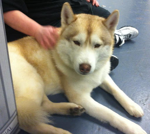 Siberian Husky