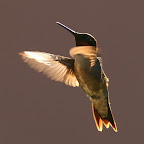 Hummingbirds 2008