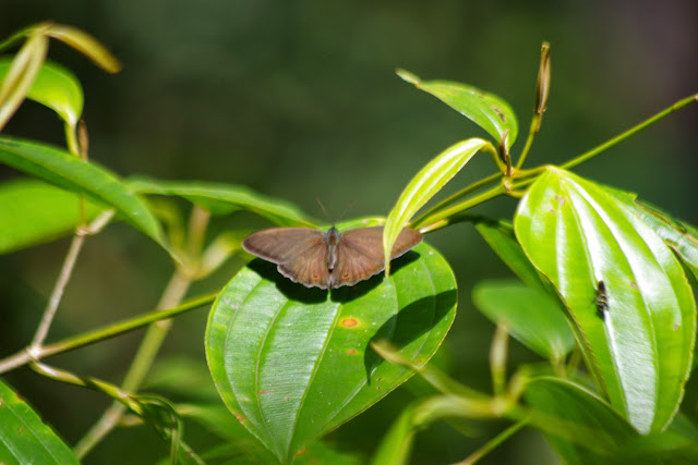 Euptychoides nossis (HEWITSON, 1862). Sentier de la Cascade, Los Cedros, 1600 m. Montagnes de Toisan, Cordillère de La Plata (Imbabura, Équateur), 20 novembre 2013. Photo : J.-M. Gayman