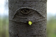 albero_occhio