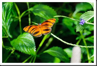 2011Aug3_Butterfly_House-14