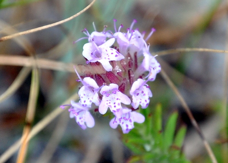 [Purple-Wildflower4.jpg]