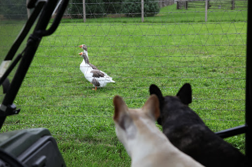 That goes for you, too, geese!  Be sure to take cover!